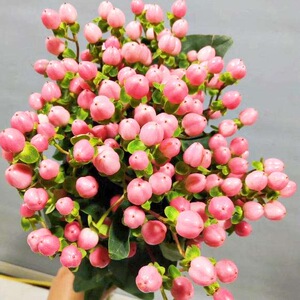 火龙珠鲜花粉色