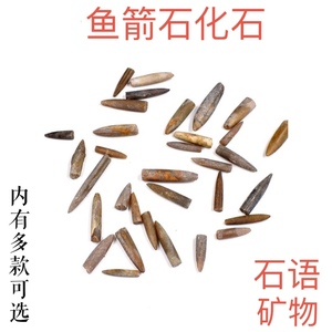 鱼箭石震旦角石笔石石古生物化石奇石观赏科普教学收藏标本