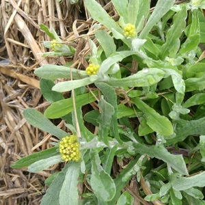 江西新鲜鼠曲草清明菜清明草艾草佛耳草绒毛草青明果团原材料包邮