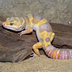 豹纹守宫活体橘子阳光苗子新手入门温顺可爱另类奇异爬宠物小蜥蜴