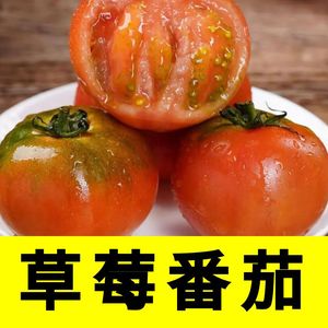 水果番茄草莓柿子铁皮绿腚西红柿口感番茄苗子甜蜜蜜掌柜热卖