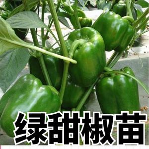 绿甜椒苗子甜椒大果菜椒辣椒苗圆椒早熟成活率高大棚菜园蔬菜种苗