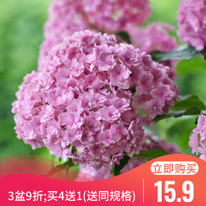 【你我一起绣球】你我一起绣球品牌,价格 - 阿里巴巴