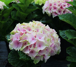 基地直销 大花绣球系列 魔幻海洋 水晶绒球 庭院露台盆栽花卉