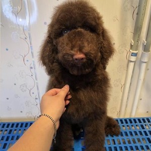 出售纯种赛级白色巨型贵宾犬家养活体巨贵 白色大型泰迪 保证健康