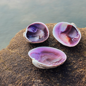天然紫色大贝壳鹅蛋贝地中海盘子摆件茶碟创意茶荷道具贝壳工艺品