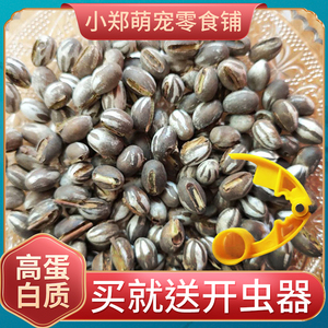 杨拉罐羊拉杨喇洋拉洋辣活杨拉子杨喇罐洋辣子罐蛋仓鼠坦克虫