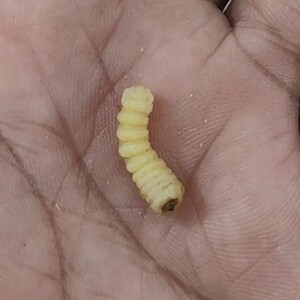 麻根虫