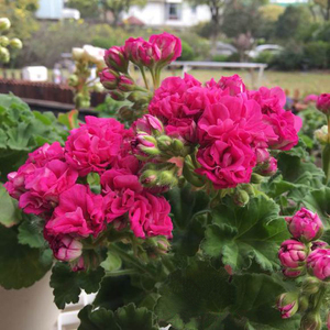 进口直立天竺葵花苗 愉悦劳拉 室内阳台四季庭院开花盆栽花卉植物