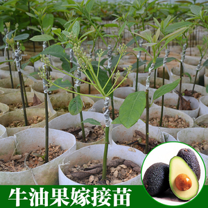 牛油果果树苗嫁接盆栽带花果树鳄梨南方别墅种植牛油果苗高端果树