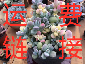 冰梅群生无花坊园艺多肉植物绿植花卉老桩萌肉运费链接 保温箱