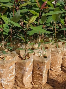育苗纸筒蜂窝育苗袋营养袋一次性植树袋容器杯pe塑料育苗杯加厚蔬