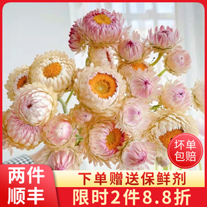 鲜花云南直发批麦秆菊干花束真花插花办公室客厅装饰花摆设送花店