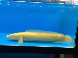 黄金雷龙 白化黑鱼 黄化黑鱼 金生鱼 雷龙 鱧科鱼 活体观赏 鱼苗