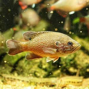 蓝鳃太阳鱼凶猛的鱼原生鱼冷水鱼观赏鱼金鱼活体鱼苗鲈鱼大型淡水