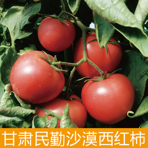 甘肃民勤大漠生吃沙瓤西红柿番茄当季 新鲜蔬菜整箱五斤/十斤包邮