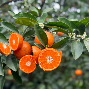 每天水果优选 广西桂林甲一蜜橘酸甜适口无籽蜜桔当季整箱包邮