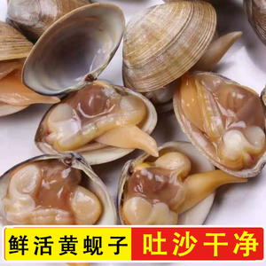 鲜活黄蚬子丹东大黄蚬新鲜海鲜贝类水产500克北京闪送