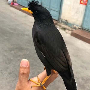 【八哥鸟活鸟黑八】八哥鸟活鸟黑八品牌,价格 - 阿里巴巴