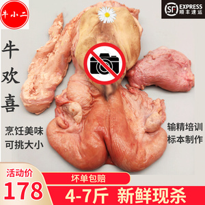 新鲜牛欢喜带外阴母牛逼牛二姐牛子宫输卵管卵巢培训整套生殖器