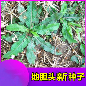 地胆头种子野生地胆草种子苦地胆天芥菜中药材苗新鲜现挖盆栽地栽