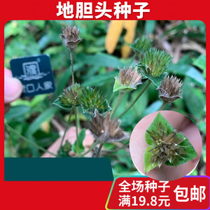 地胆头种子地旦草龙胆草种子煲汤药材苦地胆广东地毯草地胆头籽