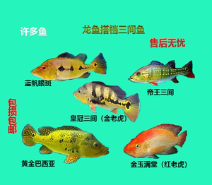 【巴西亚鱼黄金】巴西亚鱼黄金品牌,价格 - 阿里巴巴