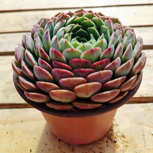 露养朱砂痣多肉植物老桩好养易活室内阳台云南花卉绿植盆栽盆景