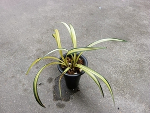 实物兰花墨兰精品奇花花艺双全-兰阳牡丹奇花中透艺(此盆4头苗)