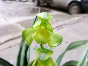 金水百货商行淘宝22泽雨天下翁源兰花苗墨兰系列朝天素荷品种k大全