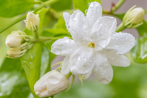 强烈推荐 茉莉花精油 顶空法稀有工艺堪比脂吸还原性好