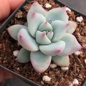 多肉植物 新品塔帕帕