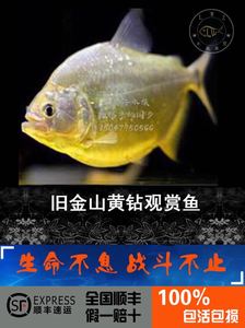 【旧金山黄钻鱼】旧金山黄钻鱼品牌,价格 阿里巴巴