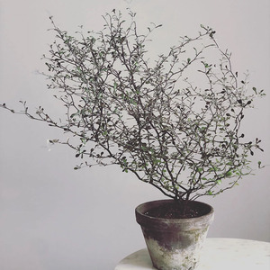 铁丝网毛利银小型灌木银灰色三年苗株型大ins风格北欧风