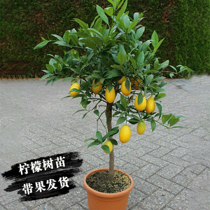 四季香水柠檬苗树苗带果盆栽高杆柠檬树苗无籽青柠檬树大树可食用