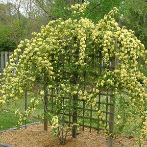 红木香花树苗爬藤植物庭院蔷薇四季开花特大浓香甜蜜木香花卉耐寒