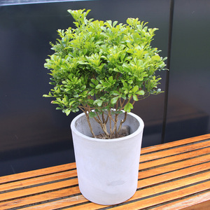 绽放四季米兰盆栽四季开花植物喜阳耐晒净化绿植客厅阳台喜阳花卉