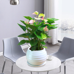 绽放四季彩掌开花植物办公室绿植花卉室内好养易活小盆栽观花