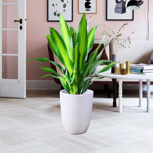 金边巴西铁大型