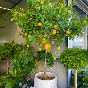柠檬树盆栽大室内