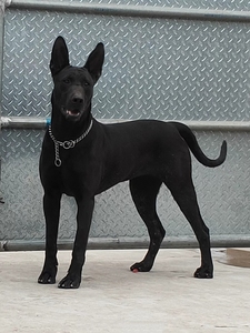 纯种黑狼犬活体幼犬中华黑狼犬看家护院墨界黑狼猛犬大型犬宠物狗