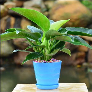 小金钻盆栽植物