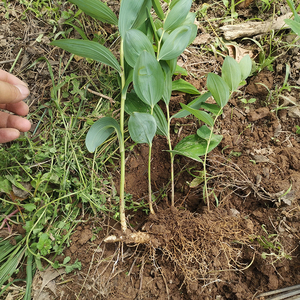 新鲜种植药食同源苗黄精种苗高产老虎姜型大别山多花黄精野生苗