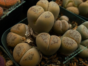 c388翠蛾/翠娥 岛田母本 自产生石花种子 黑白绚丽