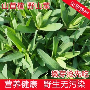 山上野菜