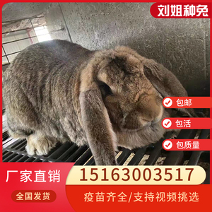 公羊兔纯种垂耳兔白色种兔活体新西兰兔伊拉兔巨型幼兔肉兔养殖