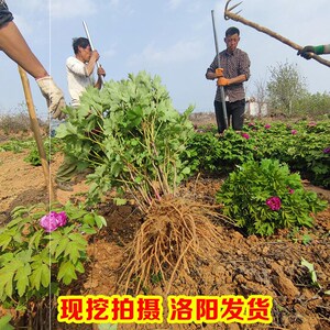 牡丹花苗洛阳正宗花王