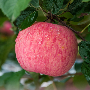 灵宝苹果2020年新果三门峡寺河山sod富硒苹果10斤鲜红富士冰糖心