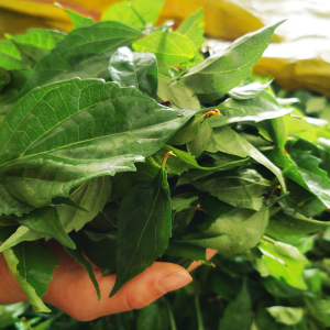 顺丰包邮纯叶子绿豆腐泰顺特产观音柴神仙豆腐柴绿凉粉斑鸠叶250g