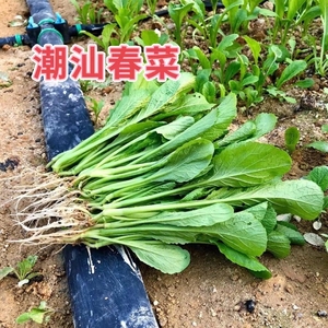 潮汕自家种植新鲜春菜蔬菜潮汕本地春菜当季春菜青菜现摘现发苦甘